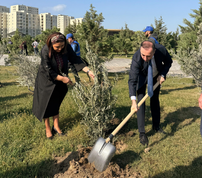 Sumqayıt Bələdiyyəsi tərəfindən 1000 ədəd zeytun ağacı əkilib - FOTOLAR